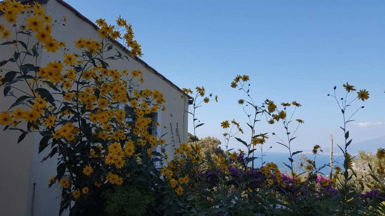 Gli Ulivi Agriturismo Sant'Agnello Extérieur photo
