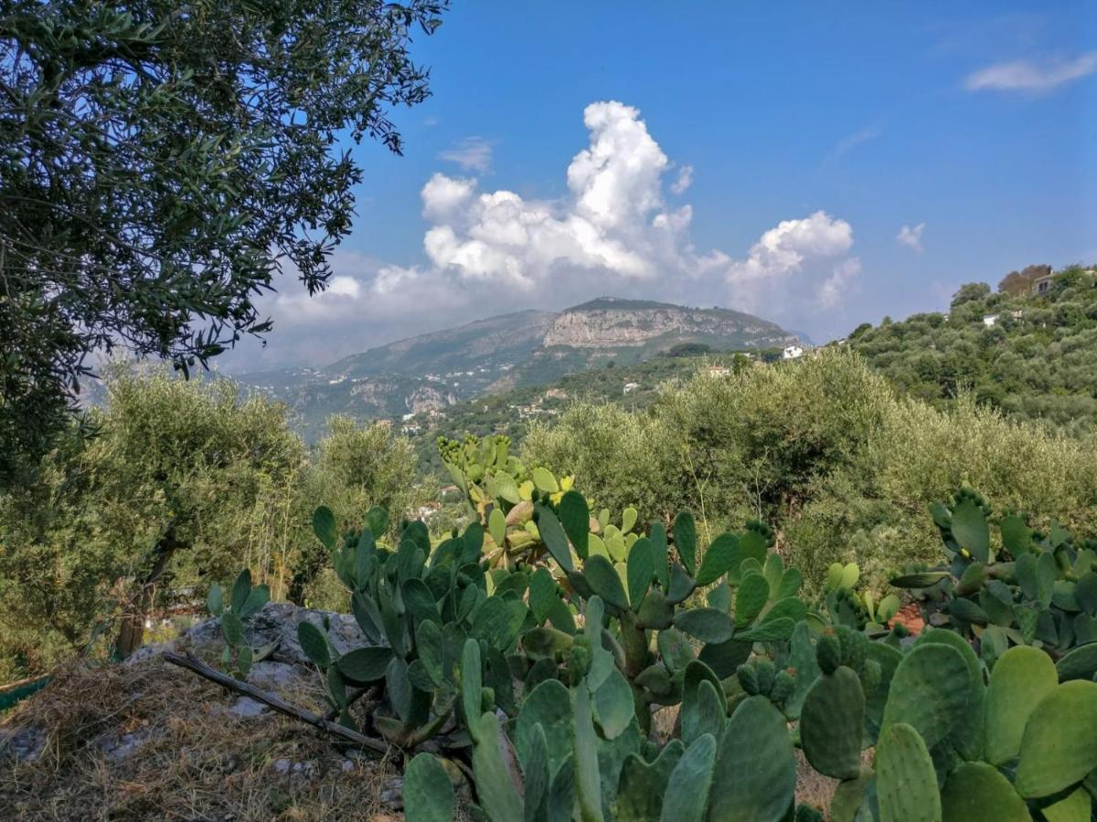Gli Ulivi Agriturismo Sant'Agnello Extérieur photo